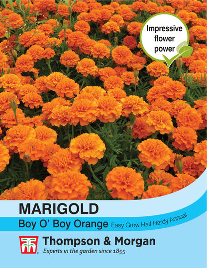 Marigold Boy O Boy Orange (French)