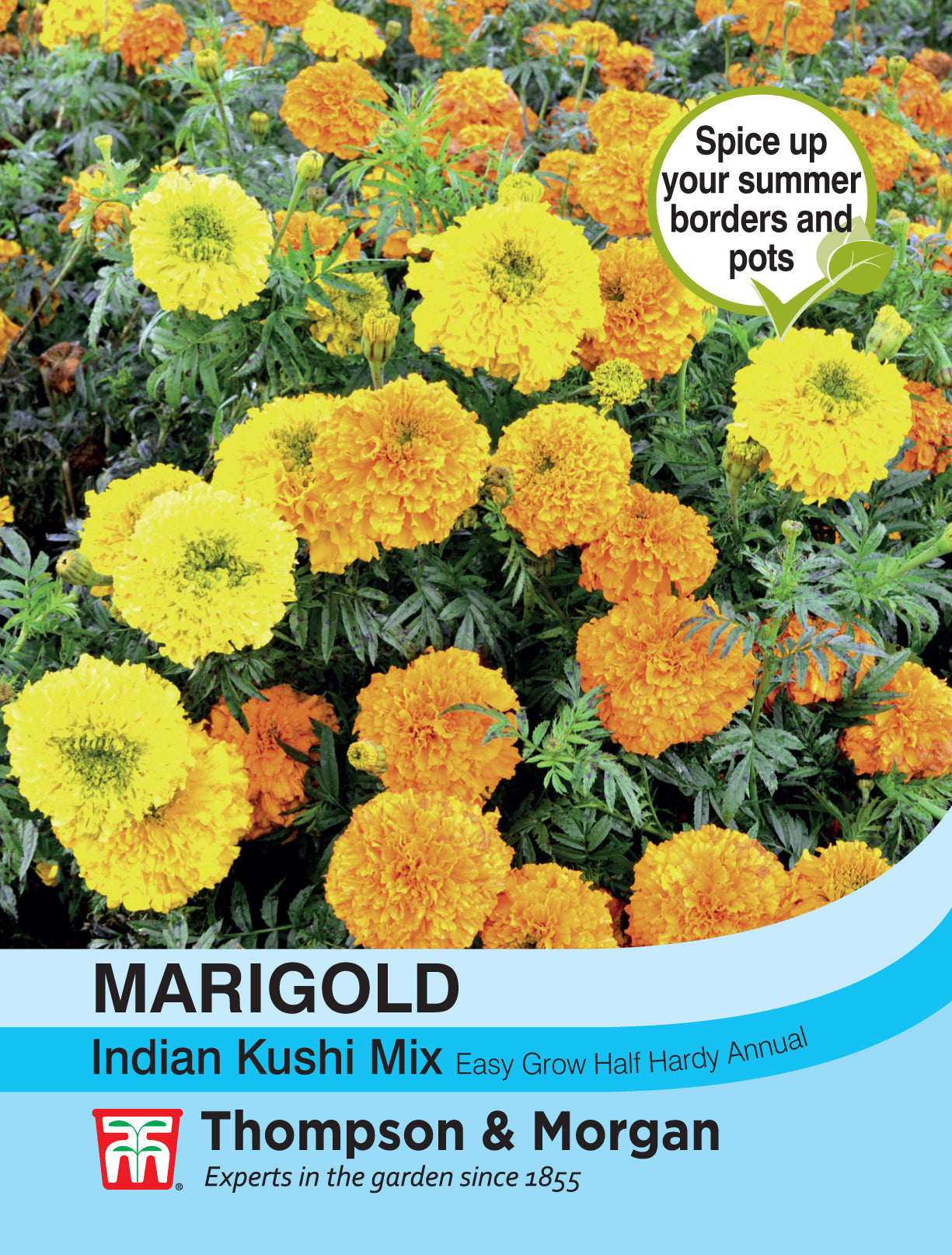 Marigold Indian Kushi Mix