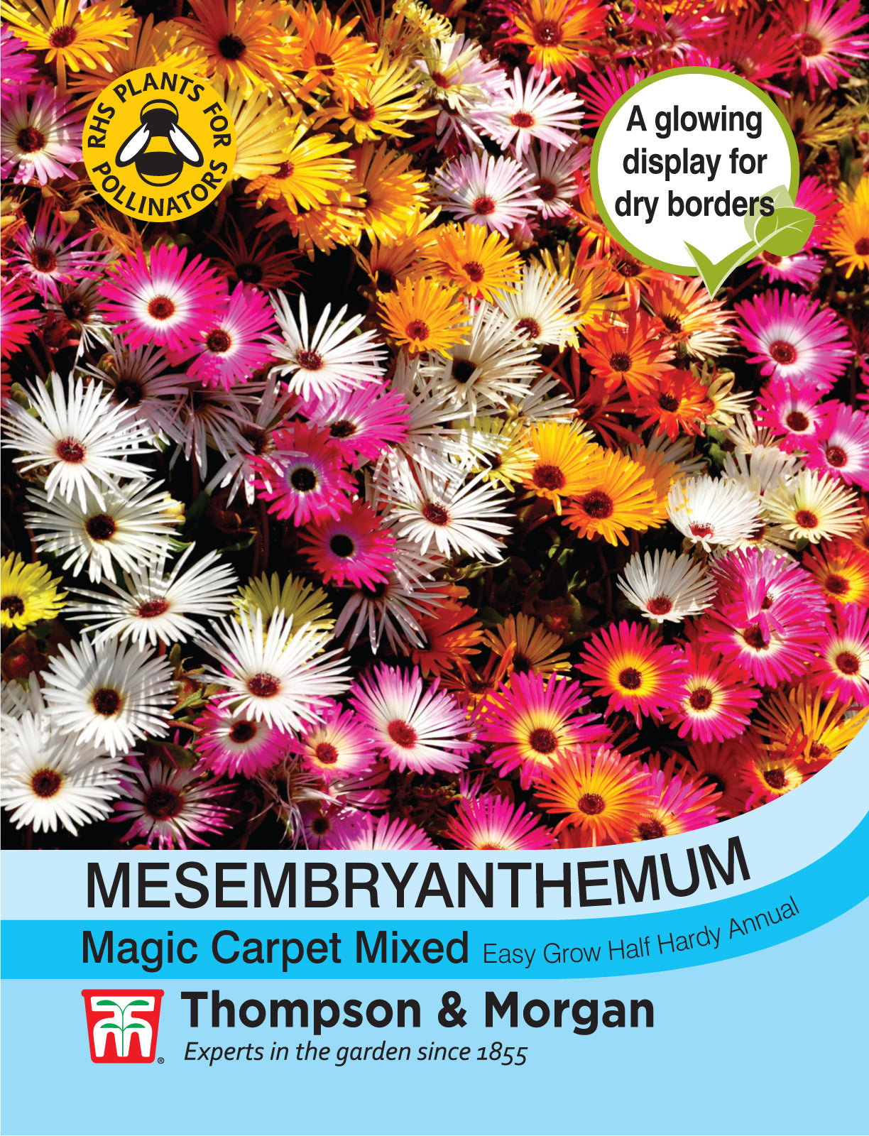 Mesembryanthemum Magic Carpet Mixed