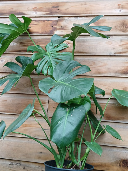 Monstera Deliciosa P24-Easy Garden Centre