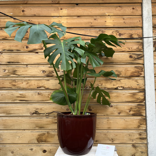 Monstera Deliciosa P24-Easy Garden Centre