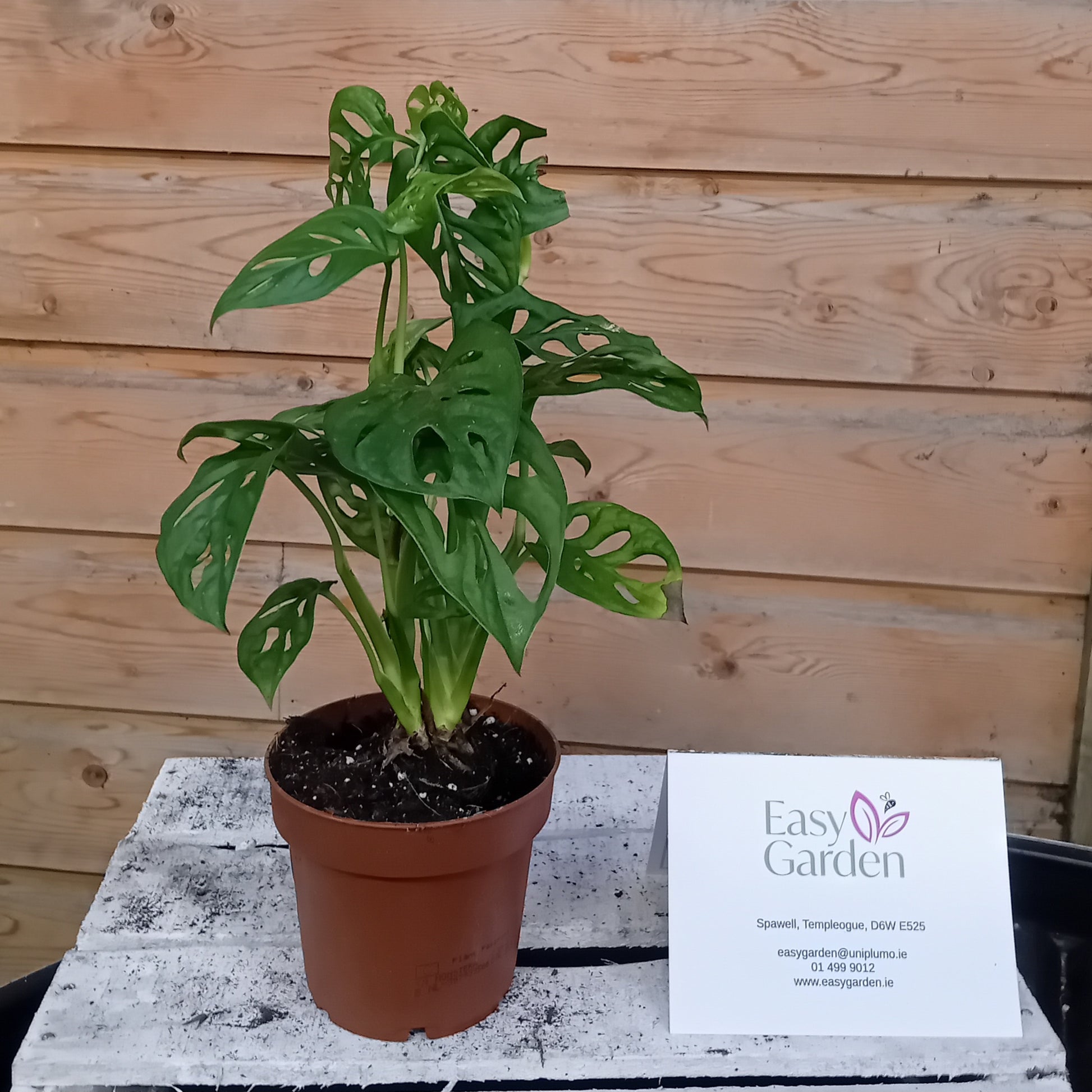 Monstera adansonii / P12-Easy Garden Centre