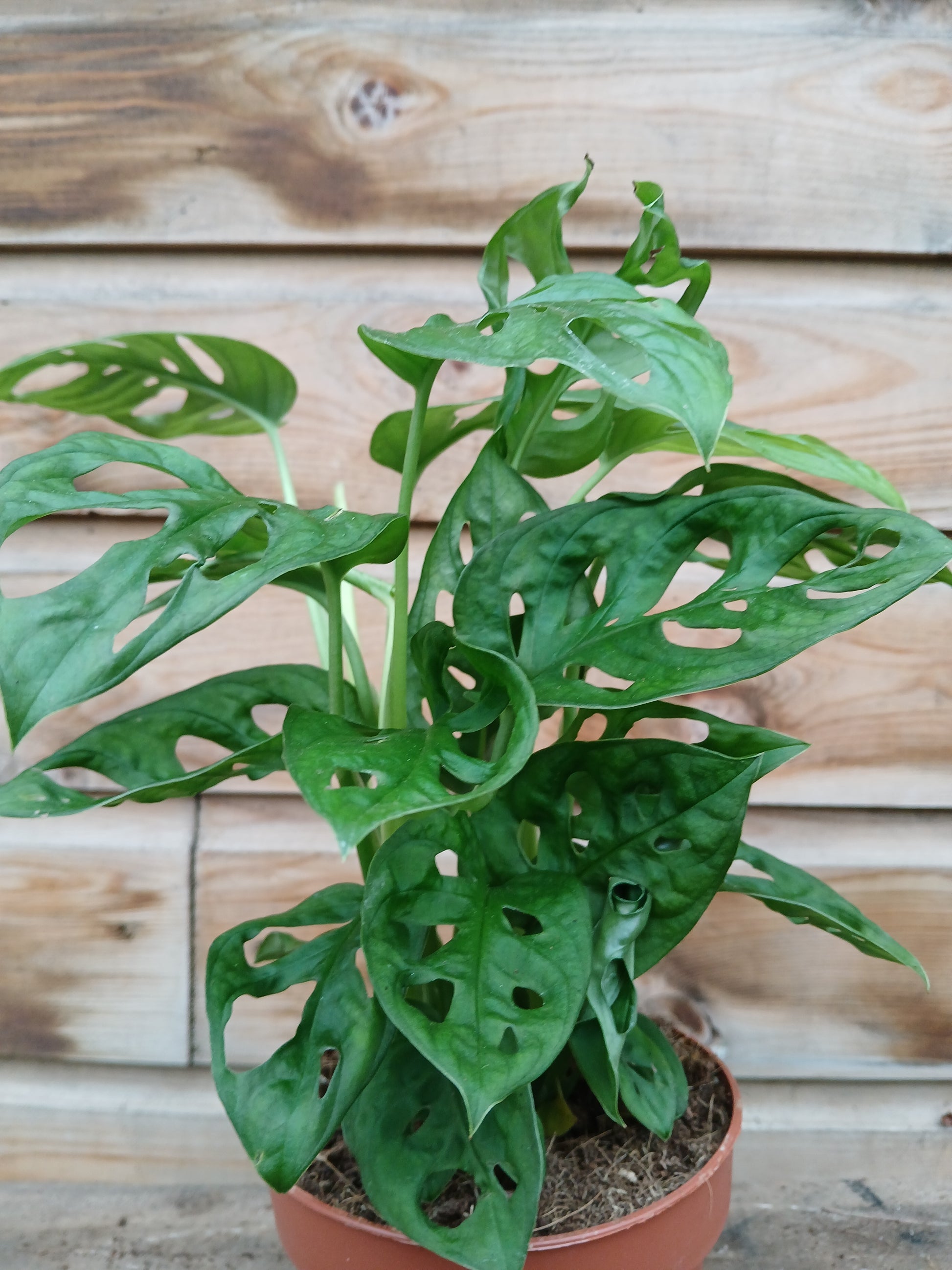 Monstera adansonii / P12-Easy Garden Centre