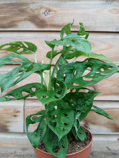 Monstera adansonii / P12-Easy Garden Centre