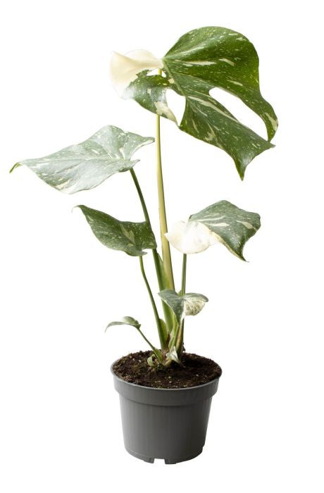 Monstera del. 'Thai Constellation' / P12