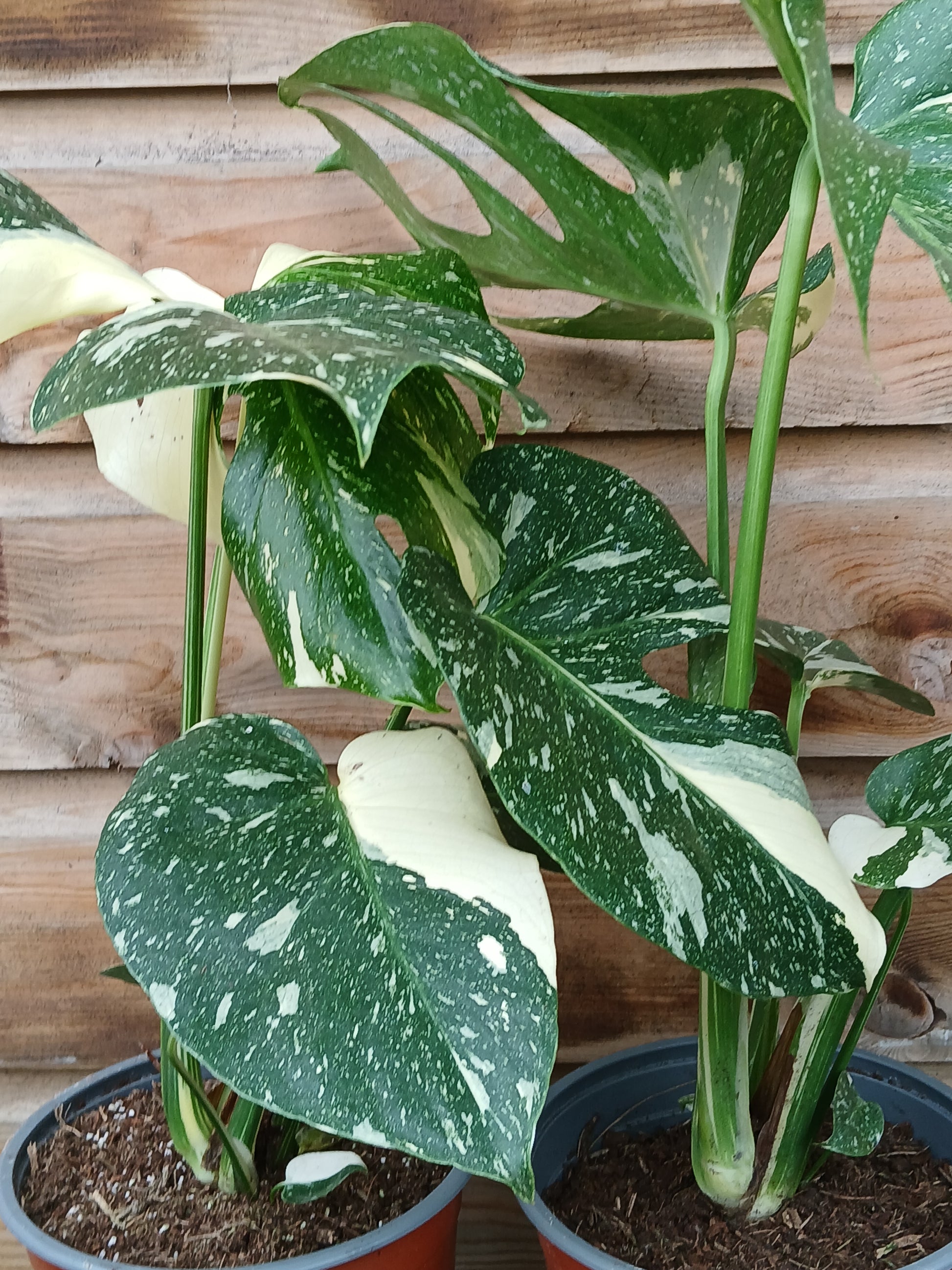 monstera del Monstera del. 'Thai Constellation' / P17 – Easy Garden Centre