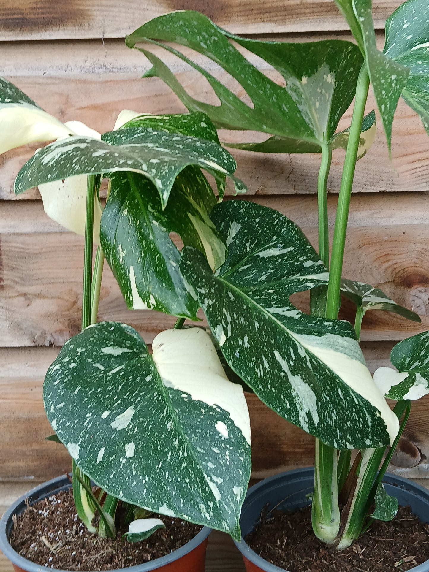 Monstera del. 'Thai Constellation' / P17-Easy Garden Centre
