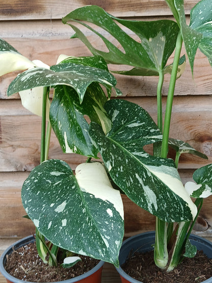Monstera del. 'Thai Constellation' / P17-Easy Garden Centre