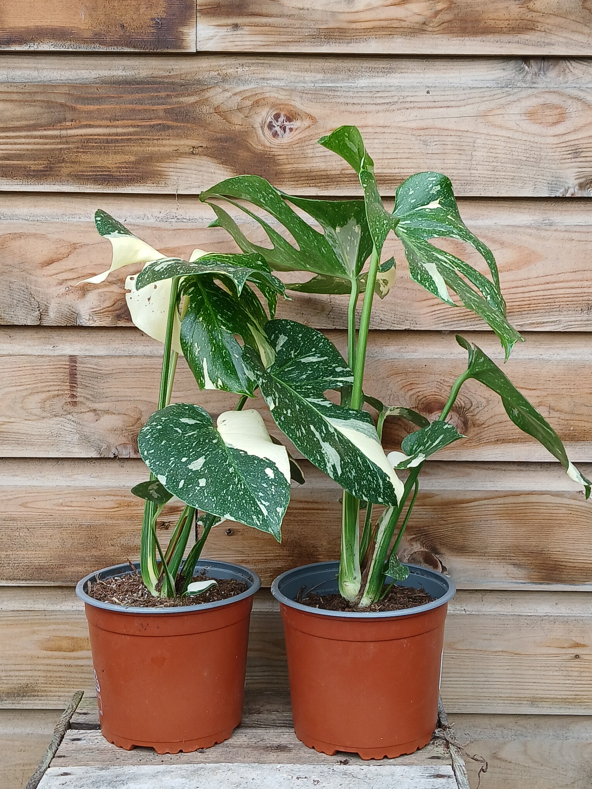 Monstera del. 'Thai Constellation' / P17-Easy Garden Centre