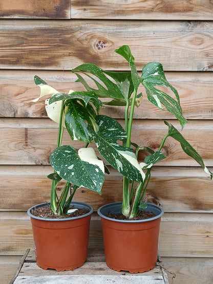 Monstera del. 'Thai Constellation' / P17-Easy Garden Centre