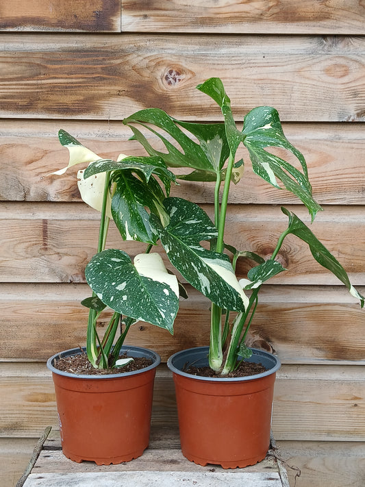 Monstera del. 'Thai Constellation' / P17-Easy Garden Centre