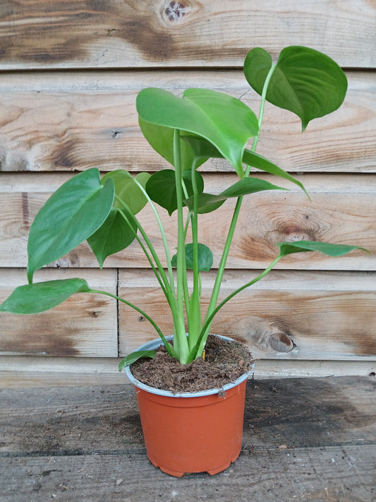 Monstera deliciosa / P12-Easy Garden Centre