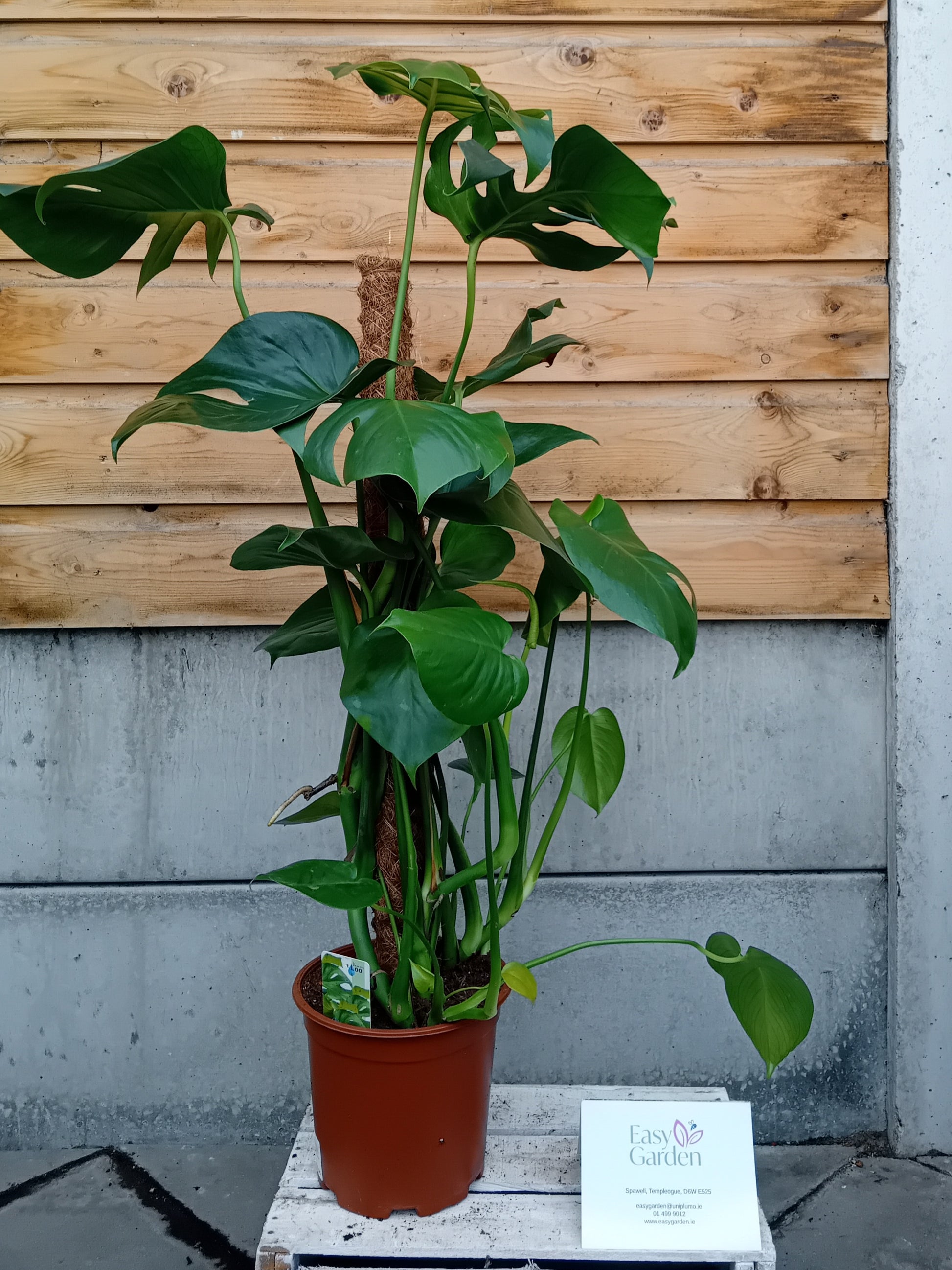 Monstera deliciosa / P19 + mosspole-Easy Garden Centre