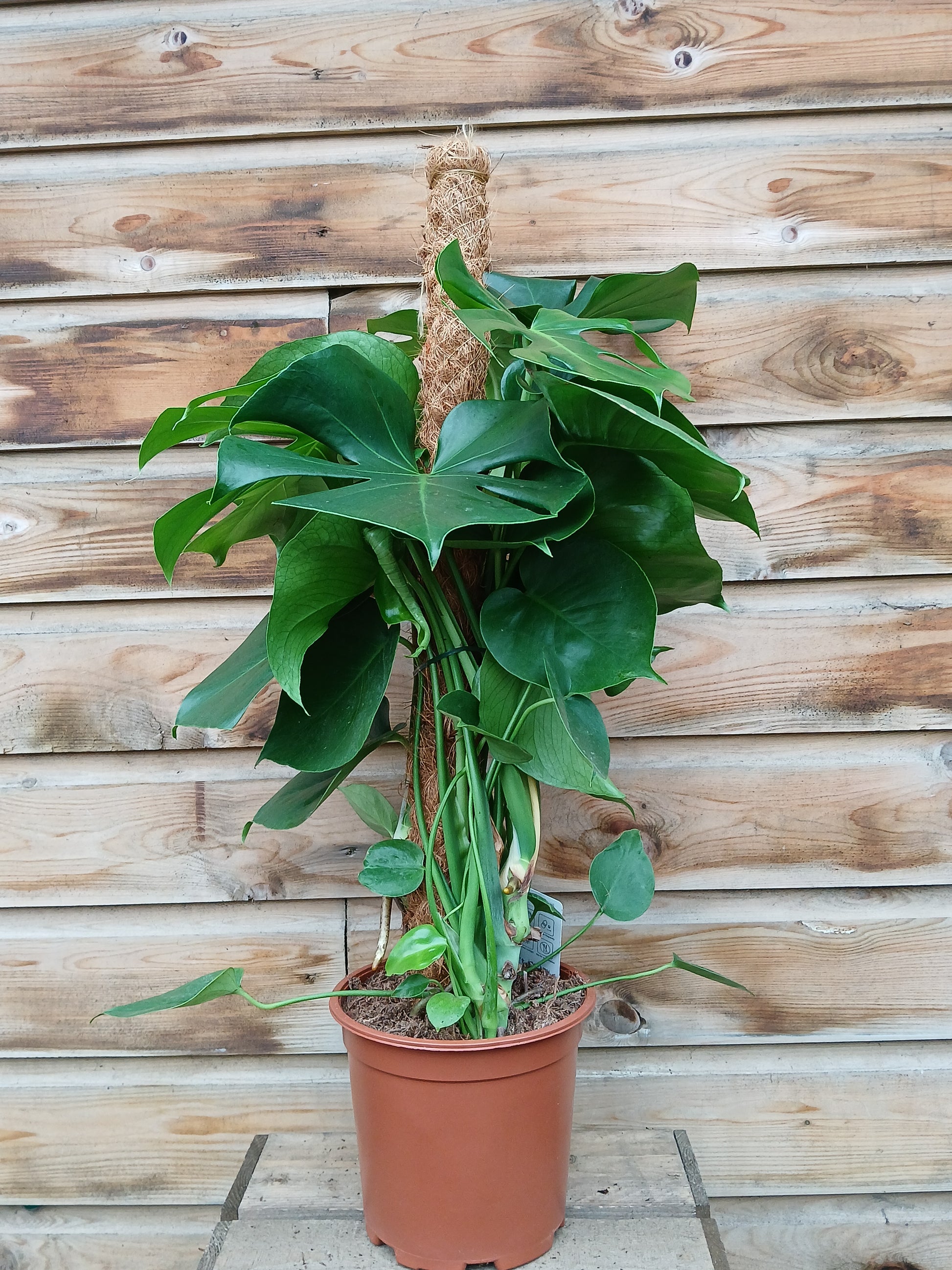 Monstera deliciosa / P19 + mosspole-Easy Garden Centre