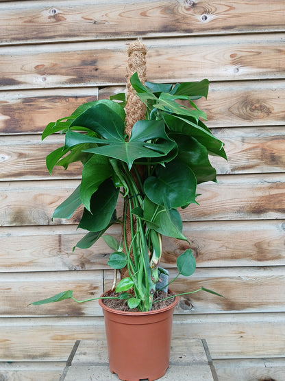 Monstera deliciosa / P19 + mosspole-Easy Garden Centre
