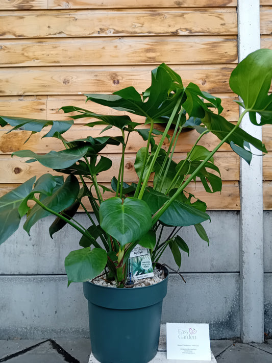 Monstera deliciosa / P30-Easy Garden Centre