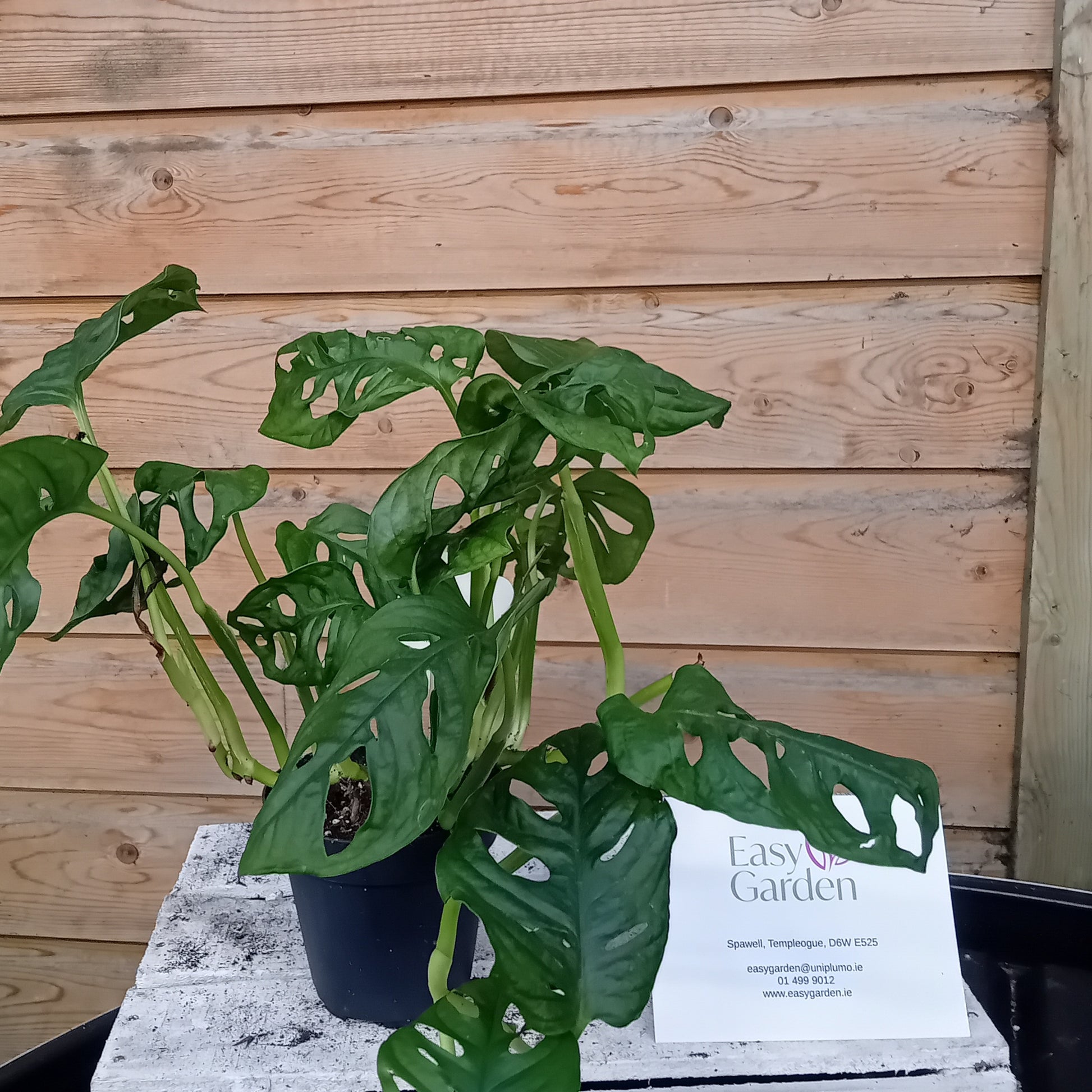 Monstera obliqua / P12-Easy Garden Centre
