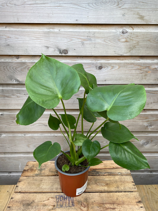 Potted plant with large green leaves against a wooden background