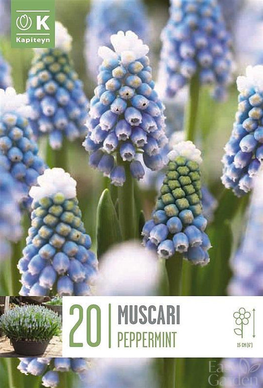 Muscari Peppermint - Bulb Size 7/8 - X20 Bulbs-Easy Garden Centre