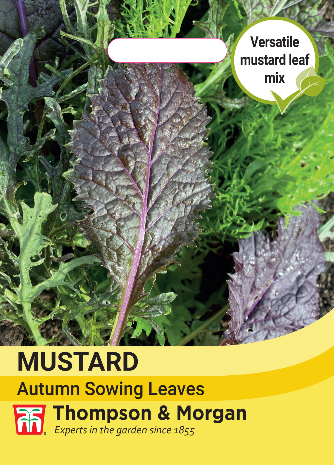 Mustard Autumn sowing leaves