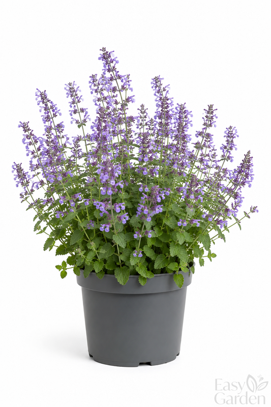 NEPETA faassenii Walkers Low / 2 Litre-Easy Garden Centre