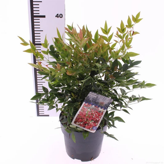 Nandina dom. Gulfstream / P17 (2 Ltr)-Easy Garden Centre