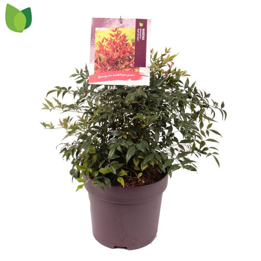 Nandina d. 'Gulf Stream' / 10-litre container 40-50 cm