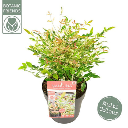 Nandina dom. Twilight / P17 (2 Ltr)