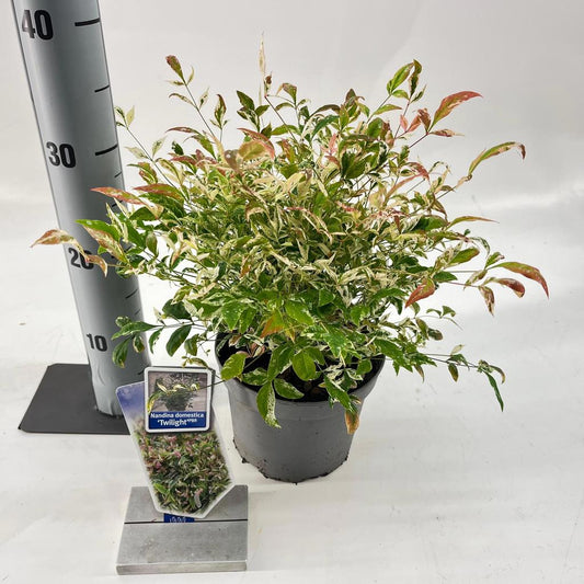 Nandina dom. Twilight / P17 (2 Ltr)