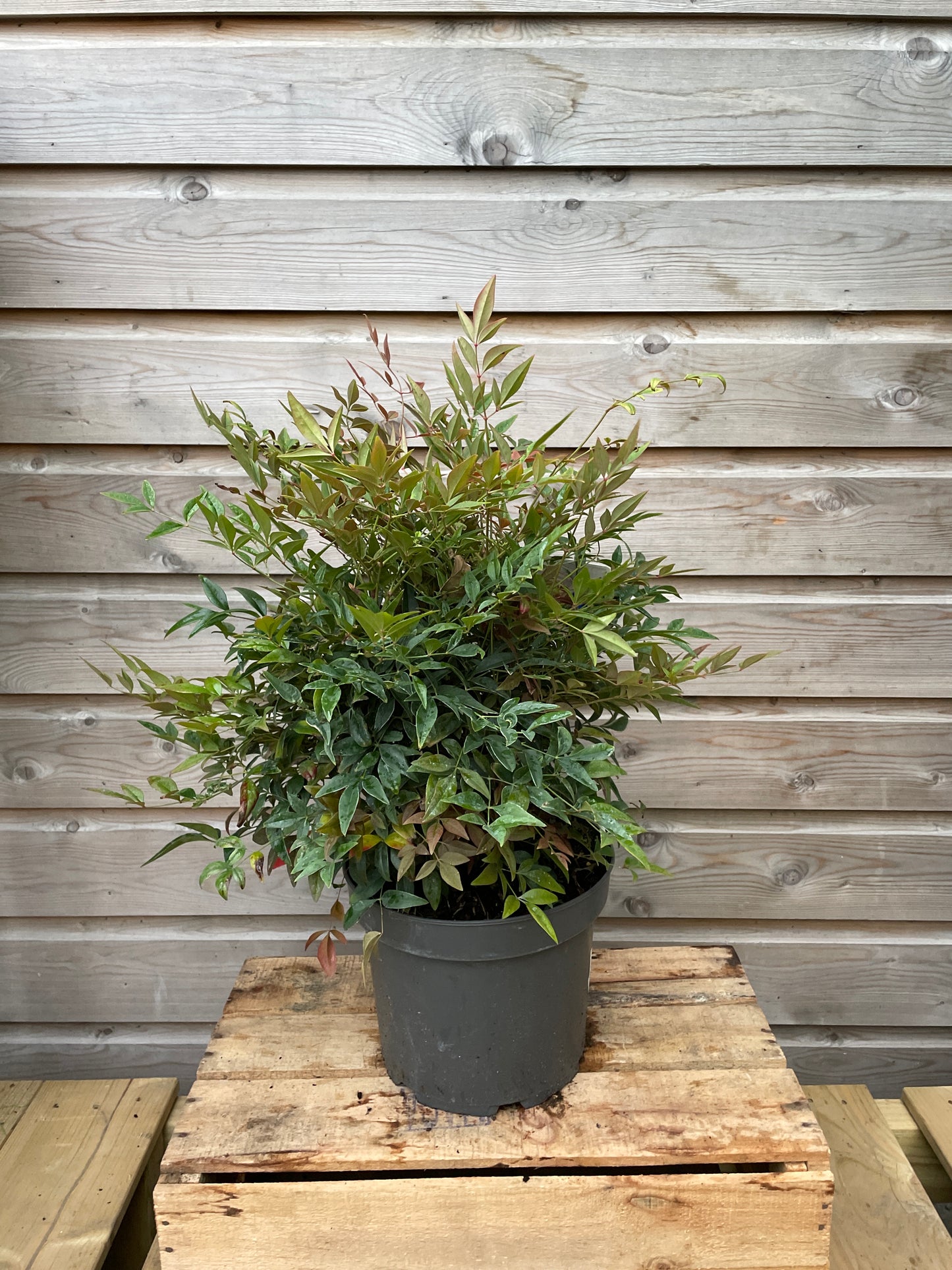 Nandina potted in October ready to change colour
