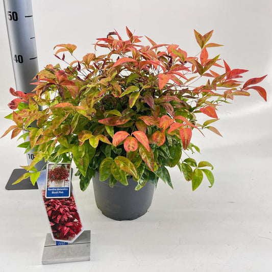 Nandina dom. Blush Pink / P23 (5 Ltr)