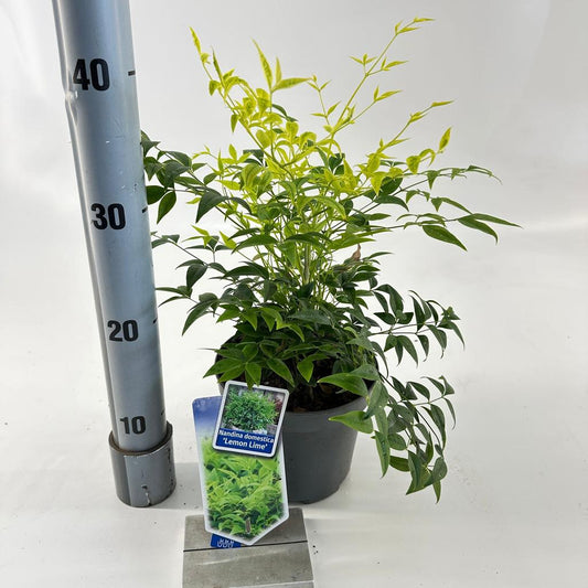 Nandina dom. Lemon & Lime / P17 (2 Ltr)