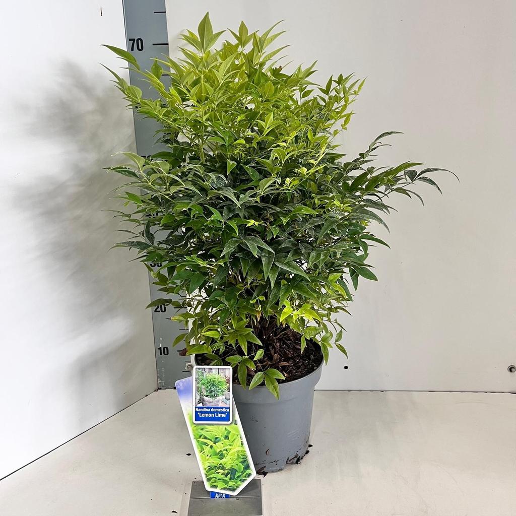 Nandina dom. Lemon & Lime / P23 (5 Ltr)