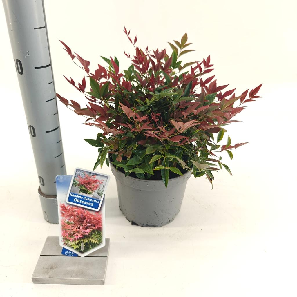 Nandina dom. Obsessed / P17 (2 Ltr)