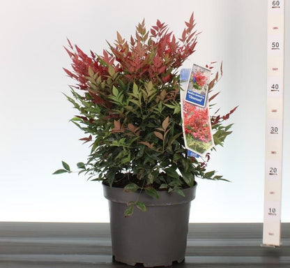 Nandina dom. Obsessed / P23 (5 Ltr)