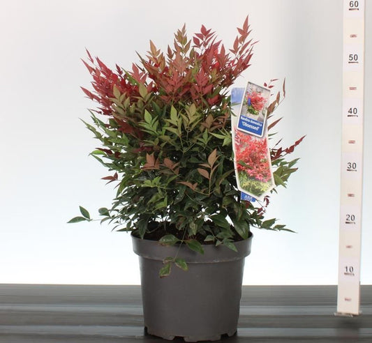 Nandina dom. Obsessed / P23 (5 Ltr)