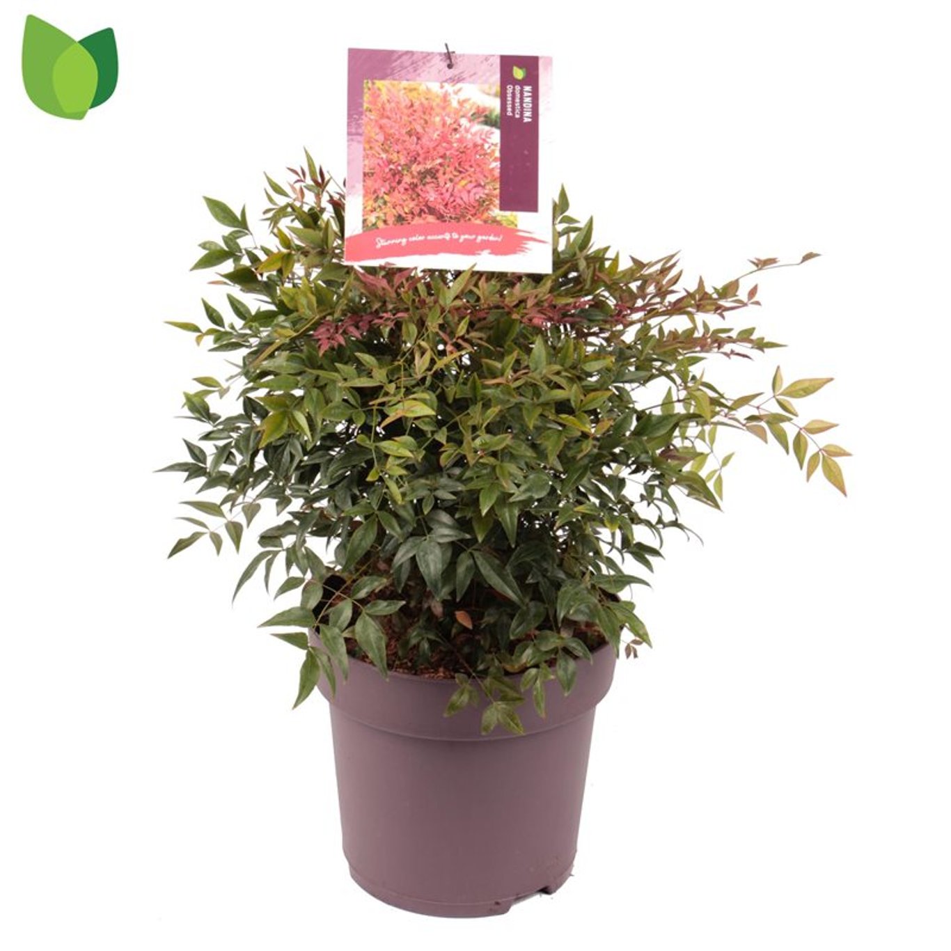 Nandina d. Obsessed / 10-litre container 30-40 cm