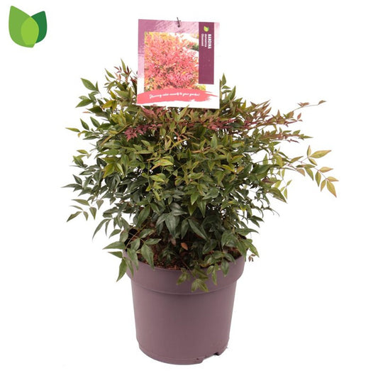 Nandina d. Obsessed / 10-litre container 30-40 cm