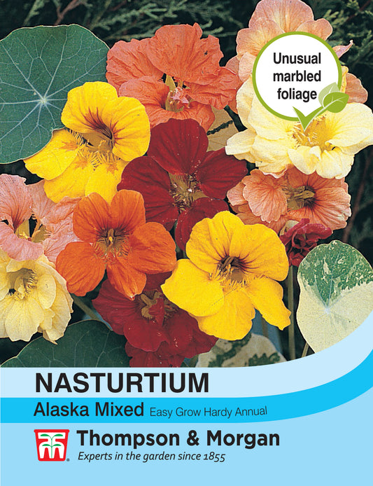 Nasturtium Alaska Mixed