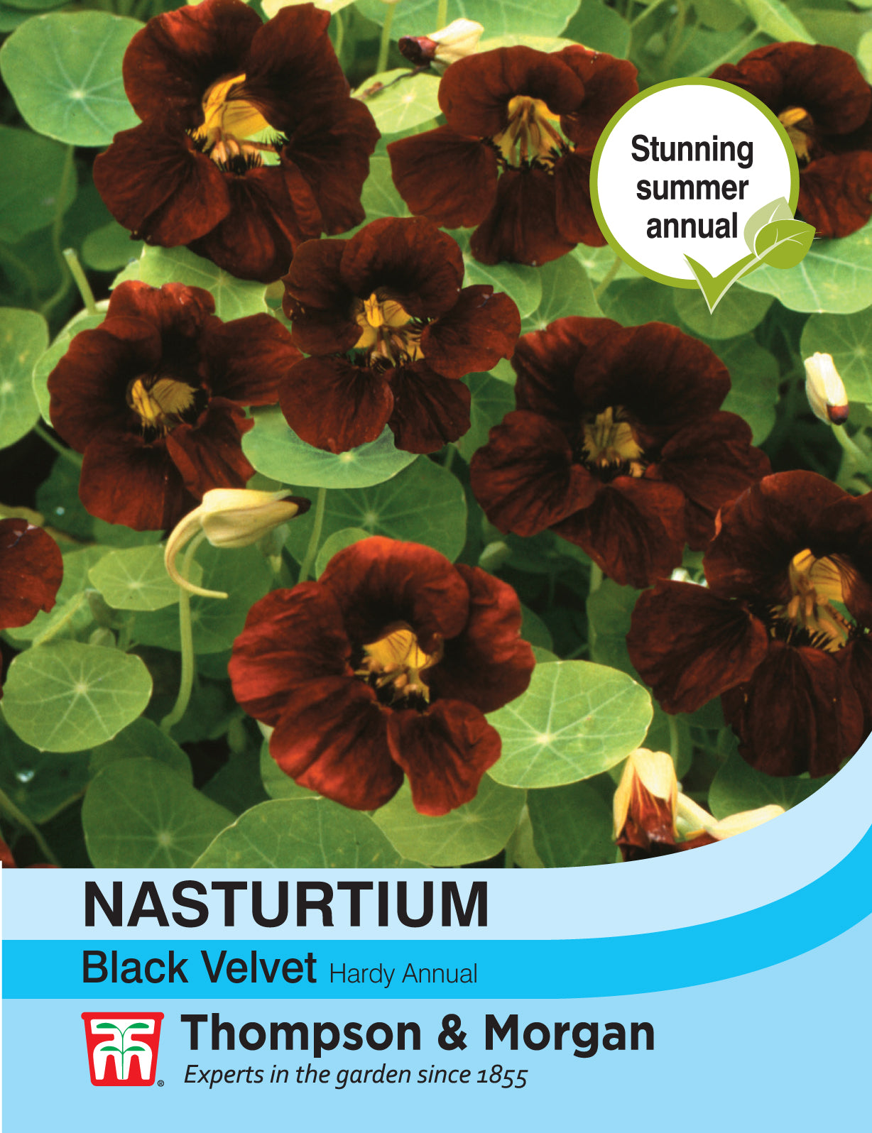 Nasturtium Black Velvet