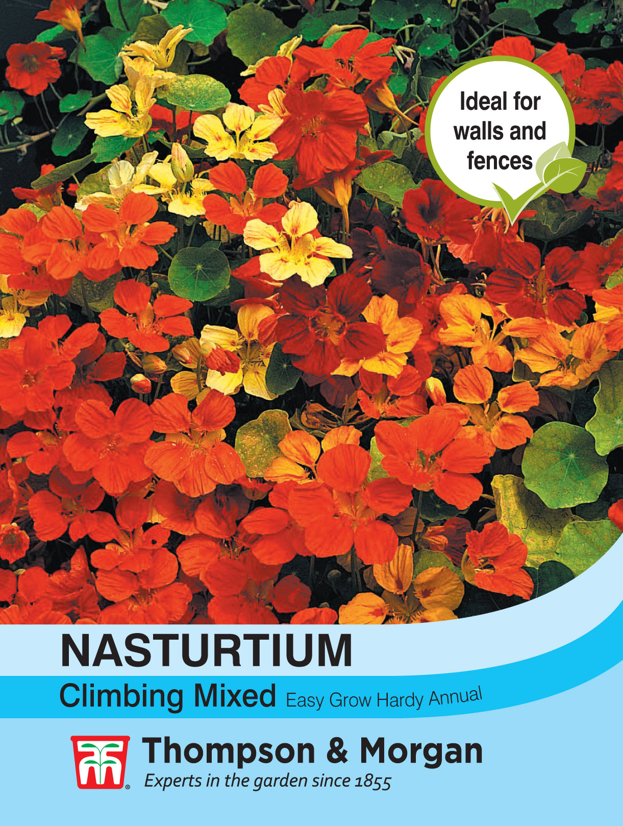 Nasturtium Climbing Mixed