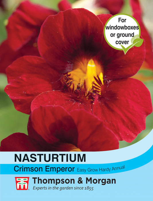 Nasturtium Crimson Emperor