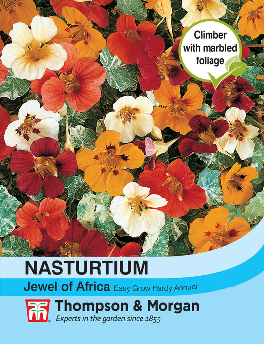 Nasturtium Jewel of Africa