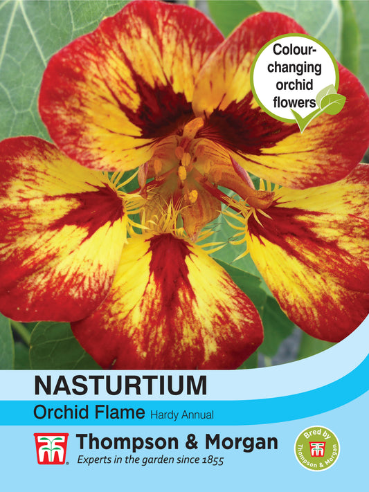 Nasturtium Orchid Flame