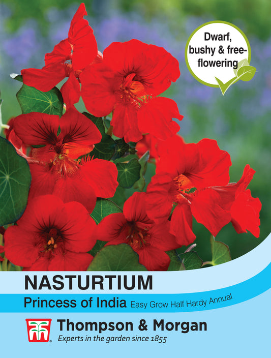 Nasturtium Princess of India