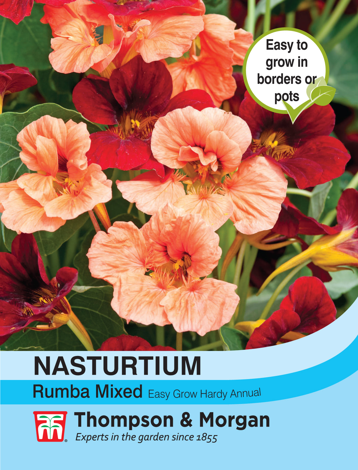 Nasturtium Rumba Mixed