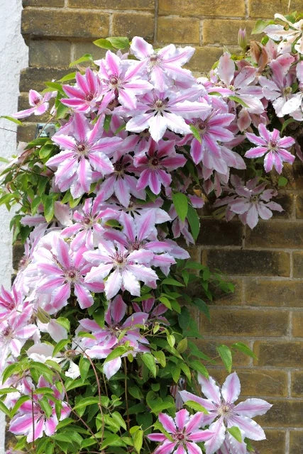 Clematis 'Nelly Moser' / S-pot®(2,25 L)