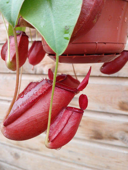 Nepenthes mix / P14, hanging pot-Easy Garden Centre