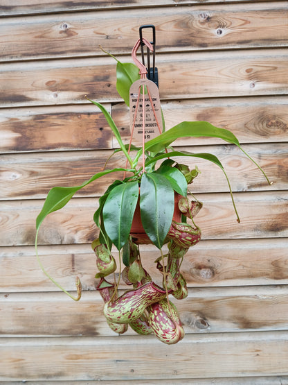 Nepenthes mix / P14, hanging pot-Easy Garden Centre