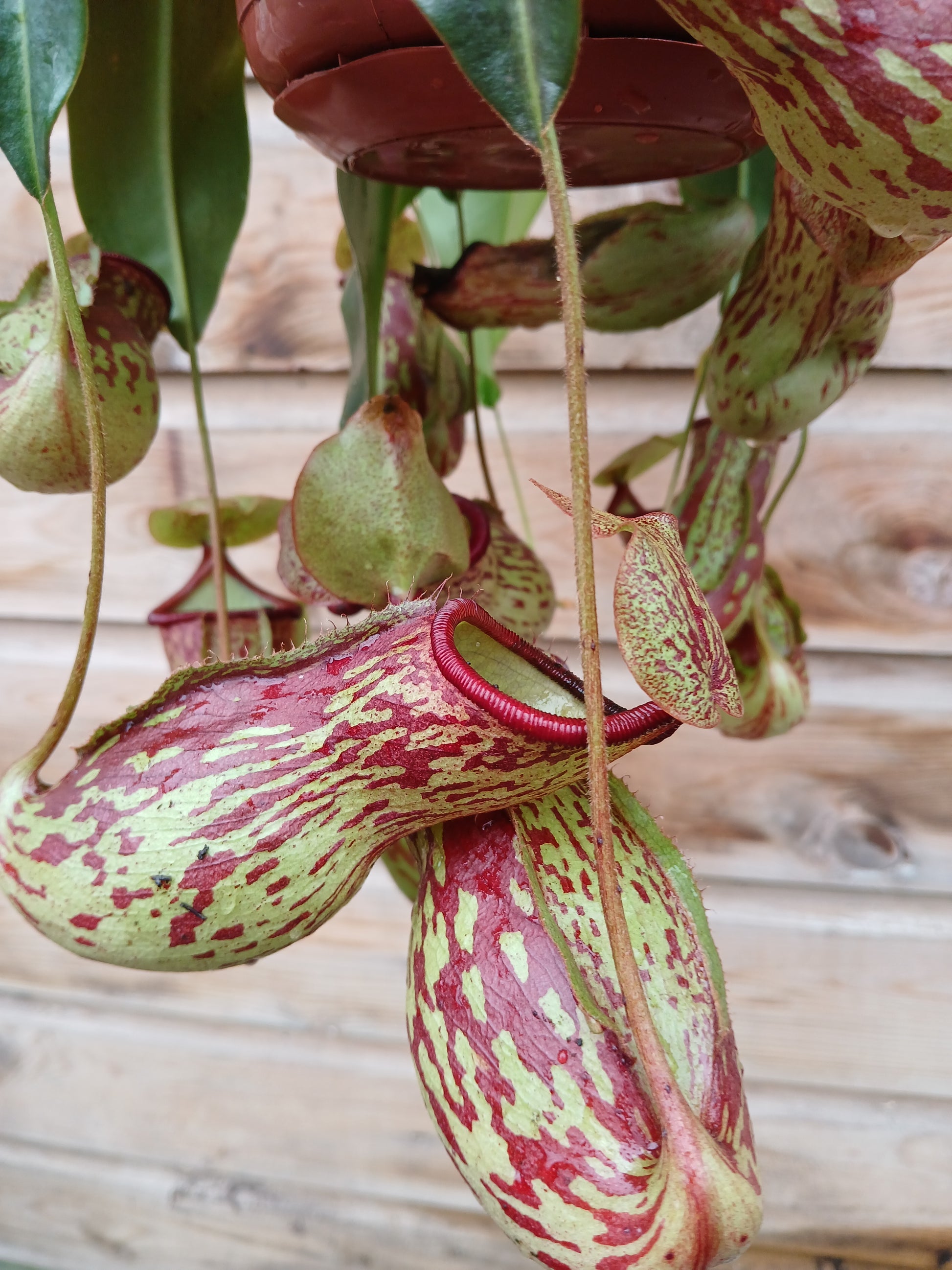 pitcher plant hanging pot Nepenthes mix / P14, hanging pot – Easy Garden Centre